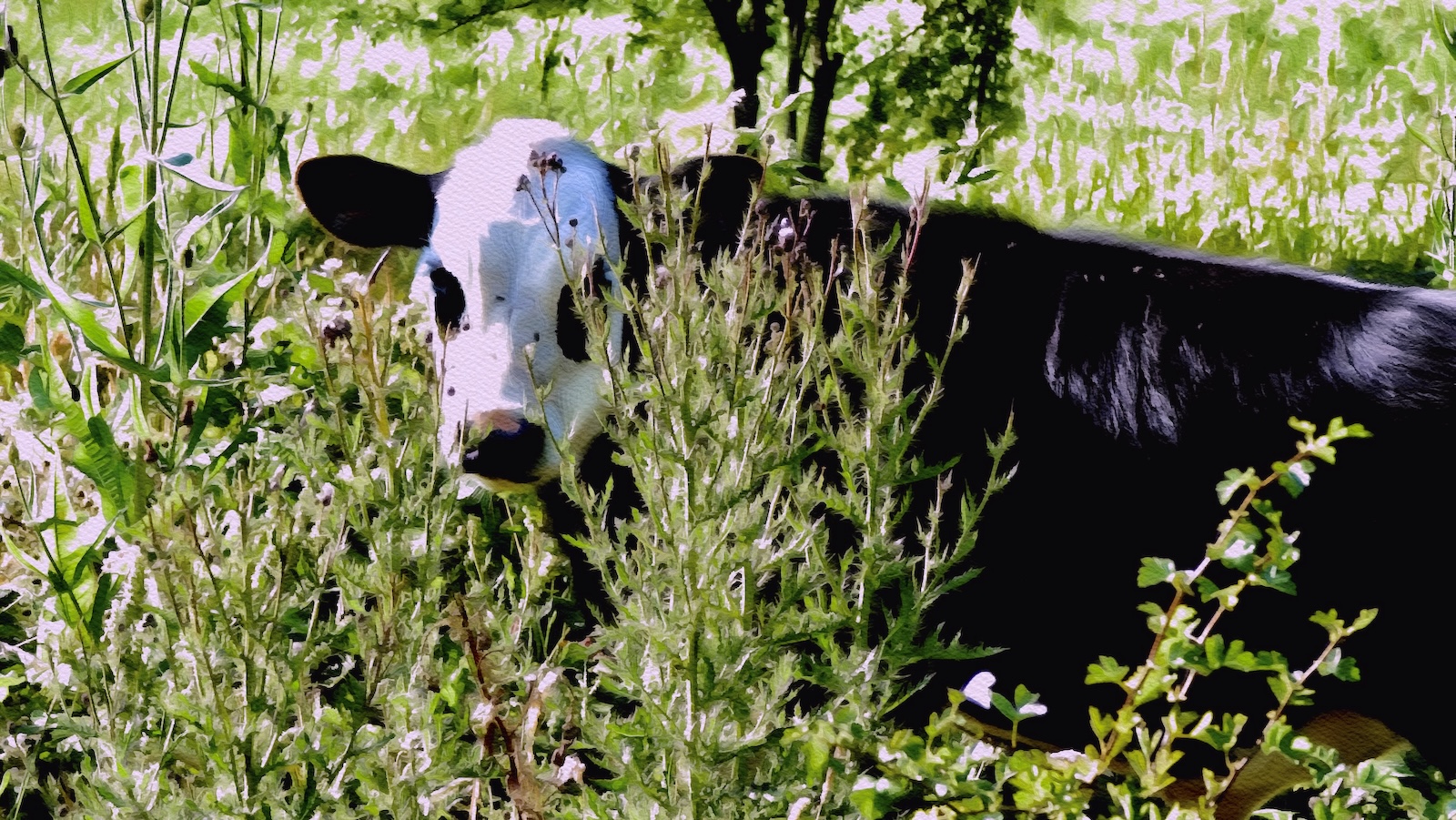 cow.jpg