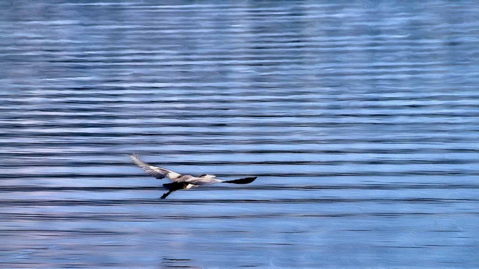 heron.jpg