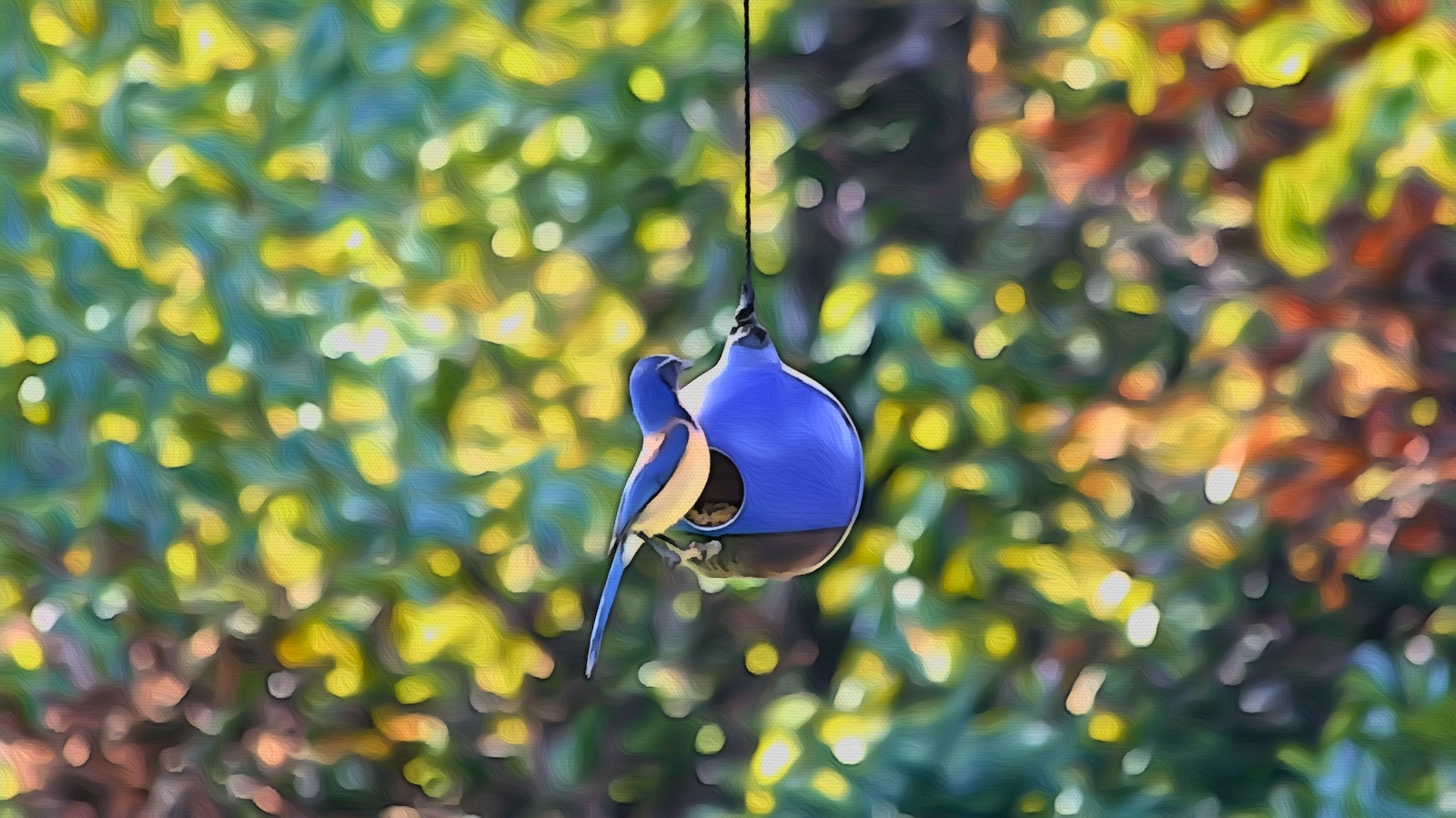 scrubjay.jpg
