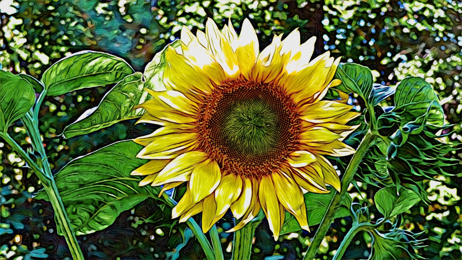 sunflower1.jpg