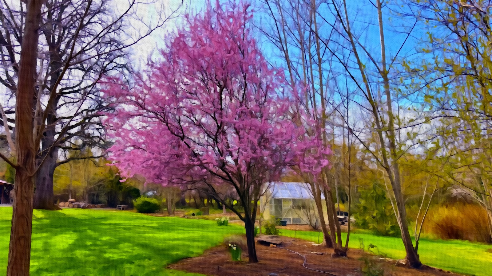 thundercloudPlum.jpg
