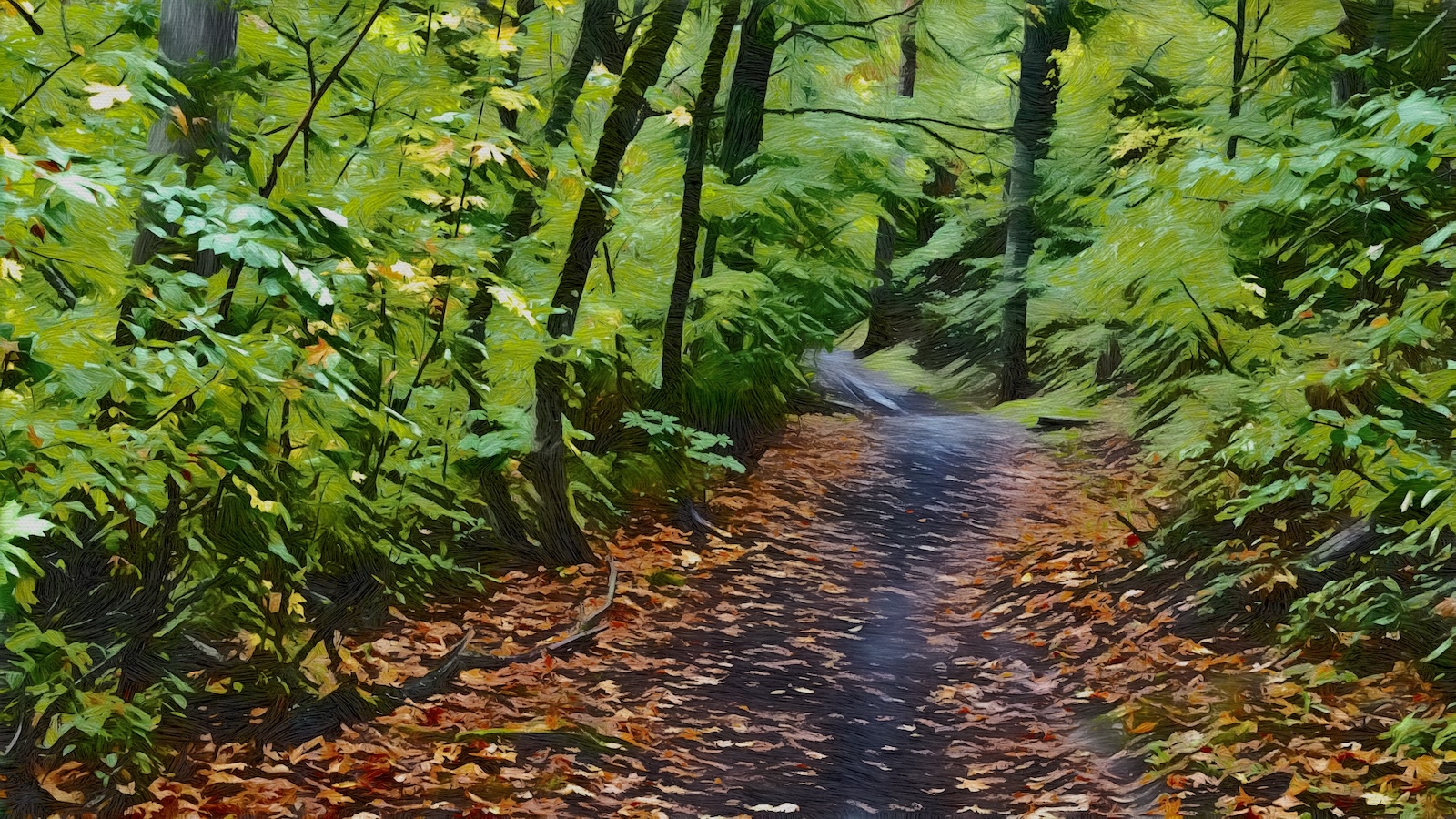 trail.jpg